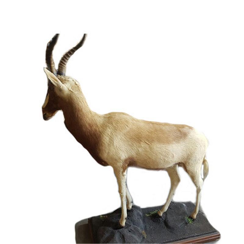 Golden Blesbok Full Mount GBF1