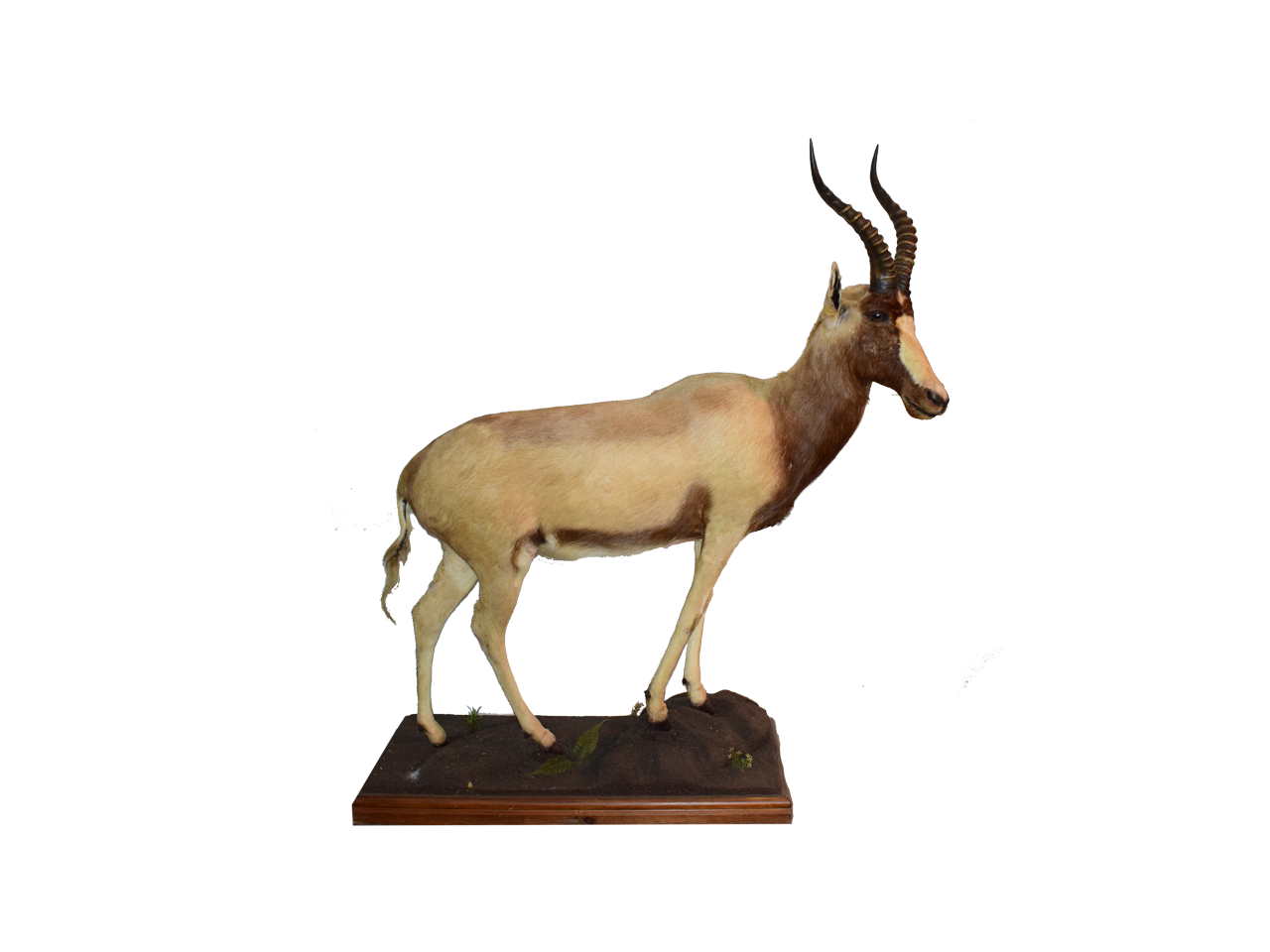 Golden Blesbok Full Mount - GBS1 - Image 2