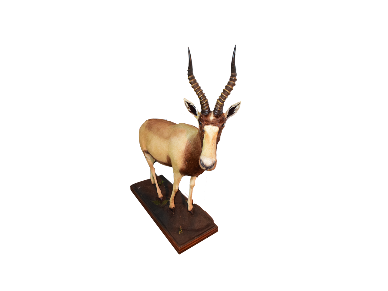Golden Blesbok Full Mount - GBS1