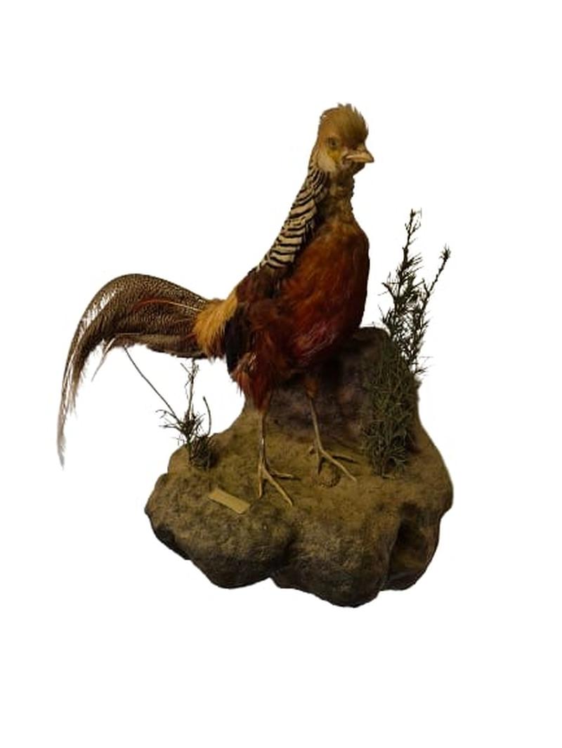 Golden Pheasant - Image 2
