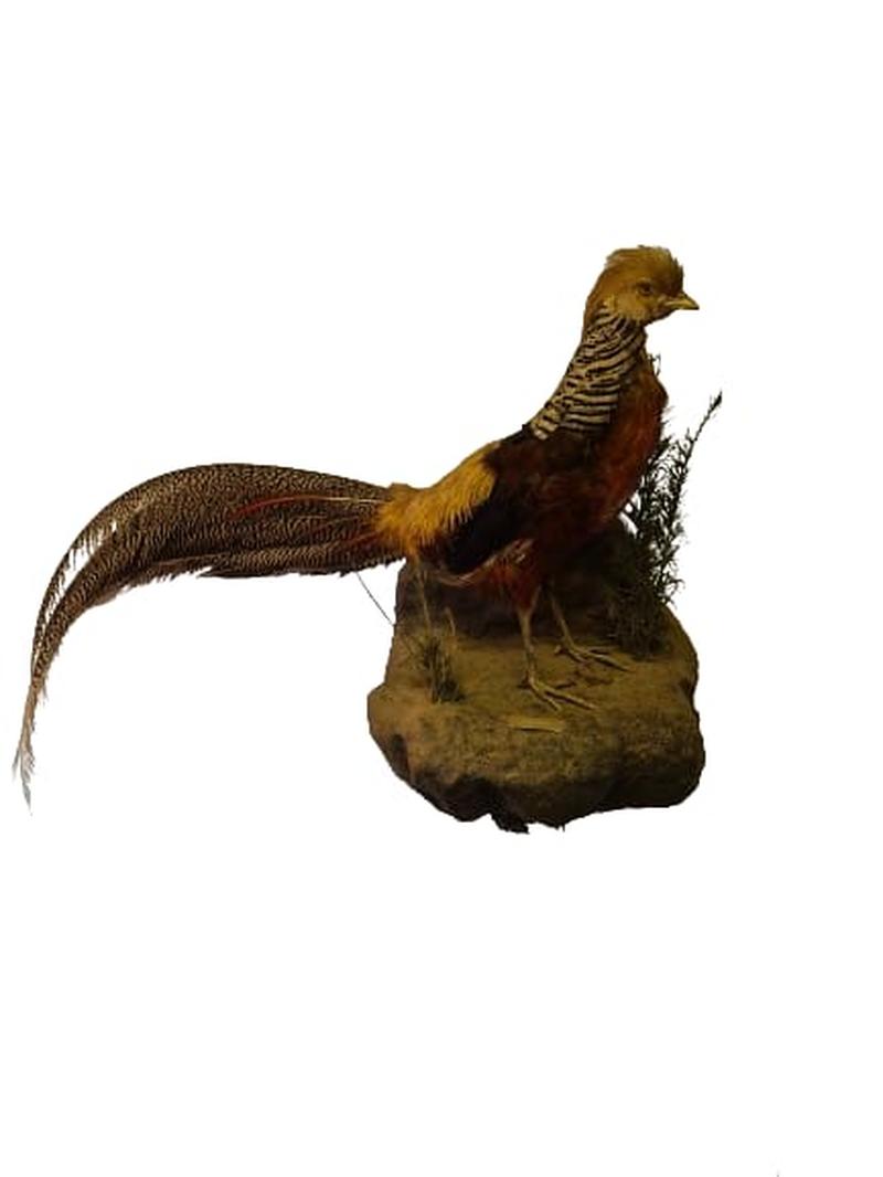 Golden Pheasant - Image 3