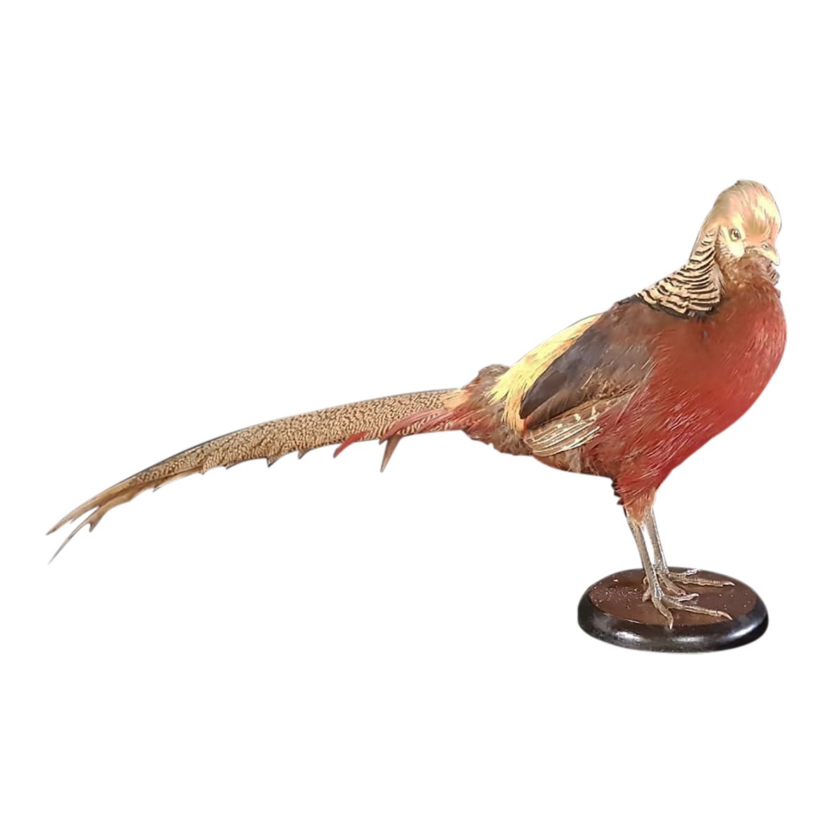 GOLDEN PHEASANT FULL MOUNT