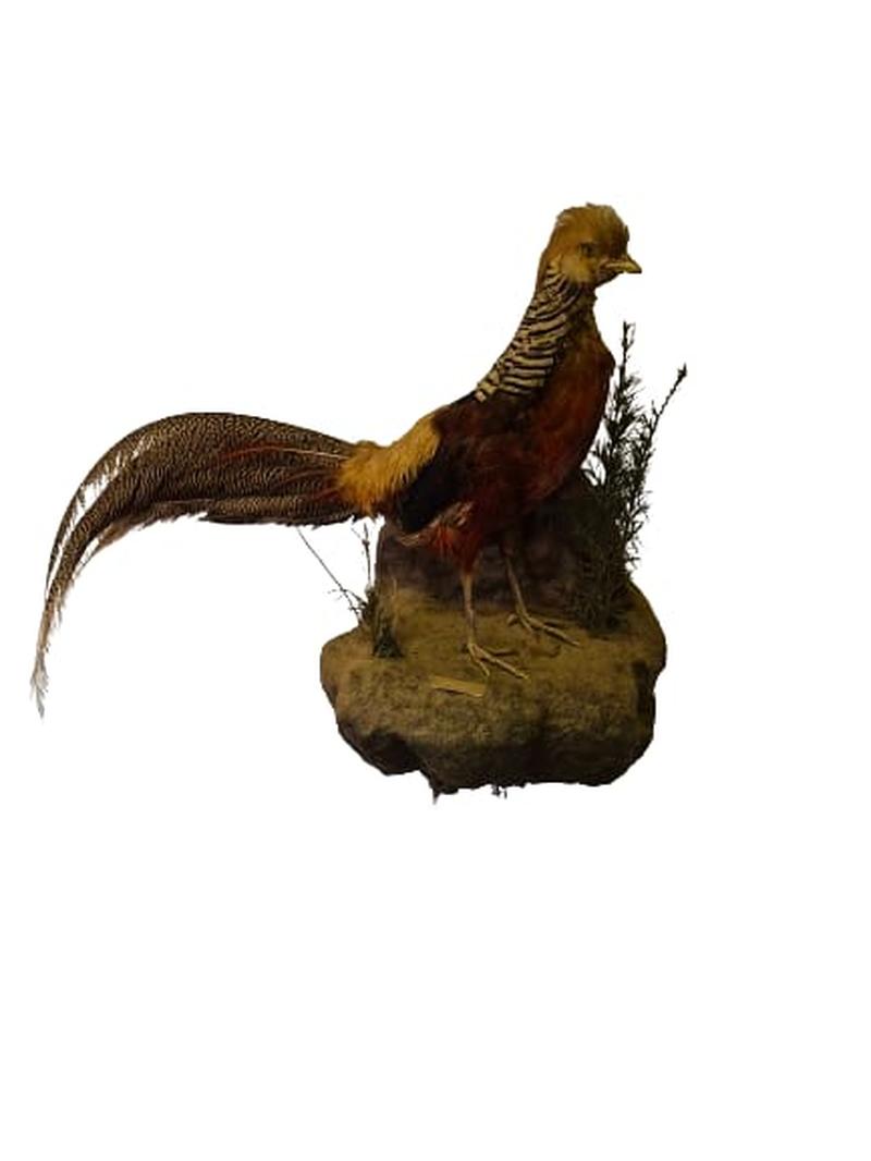 Golden Pheasant