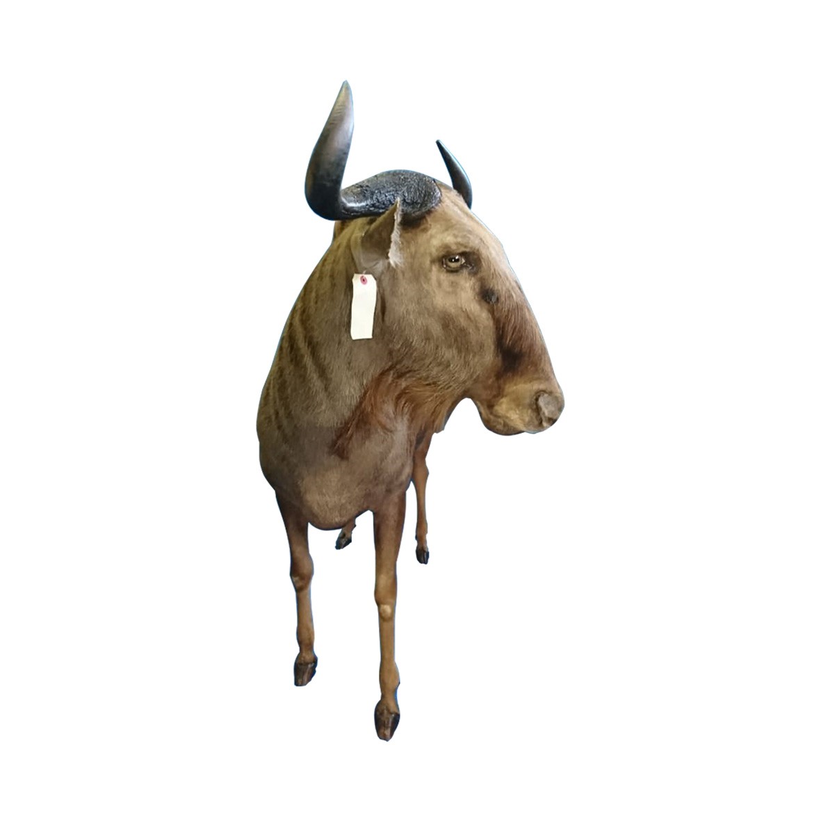 GOLDEN WILDEBEEST FULL MOUNT GWBFM - Image 2