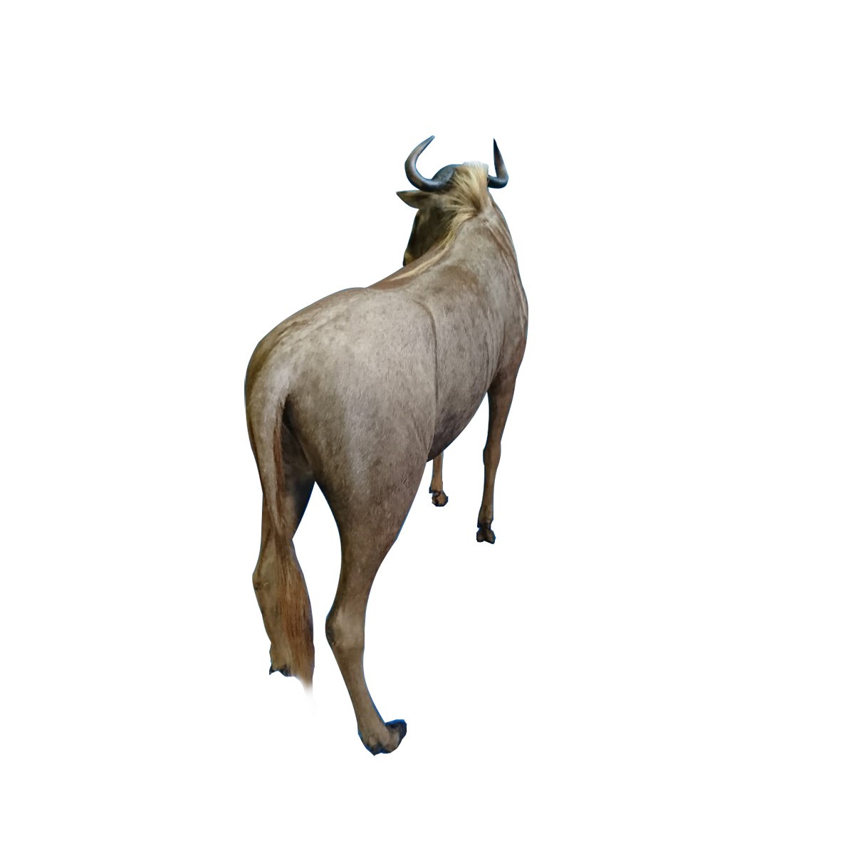GOLDEN WILDEBEEST FULL MOUNT GWBFM - Image 3