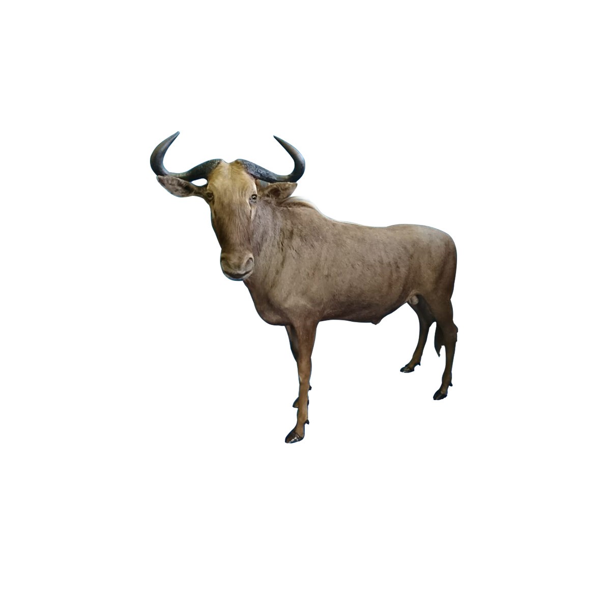 GOLDEN WILDEBEEST FULL MOUNT GWBFM - Image 4