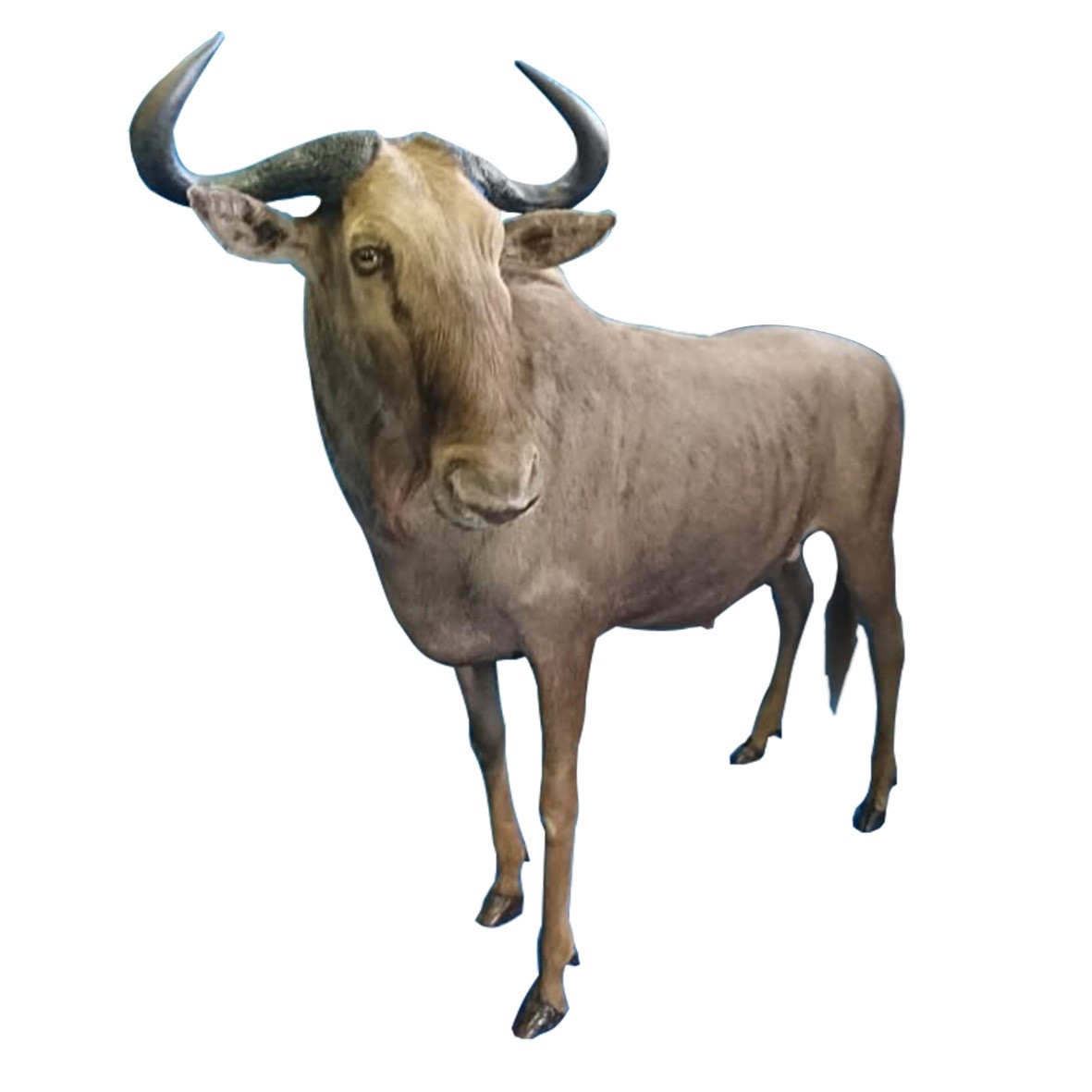 GOLDEN WILDEBEEST FULL MOUNT GWBFM - Image 5