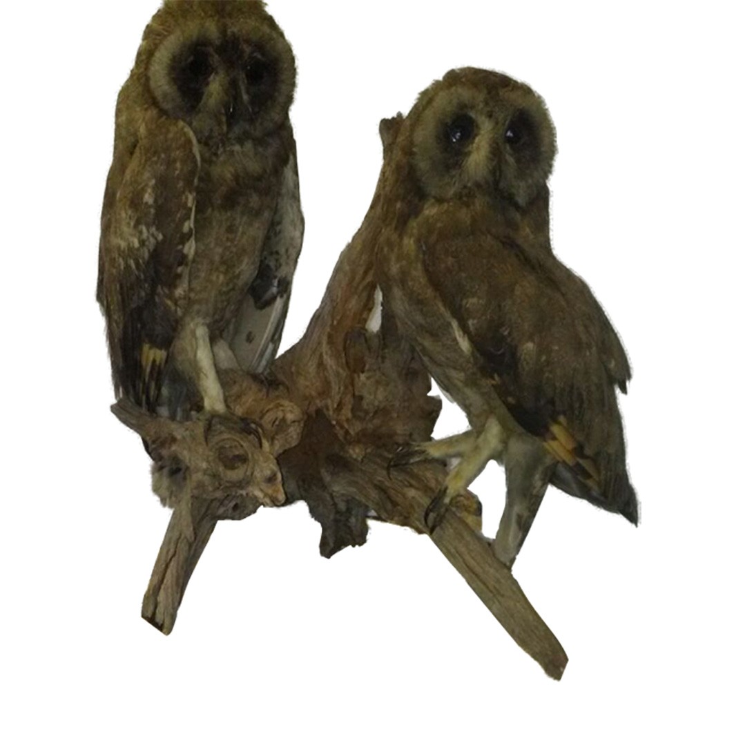 GRASS OWLS