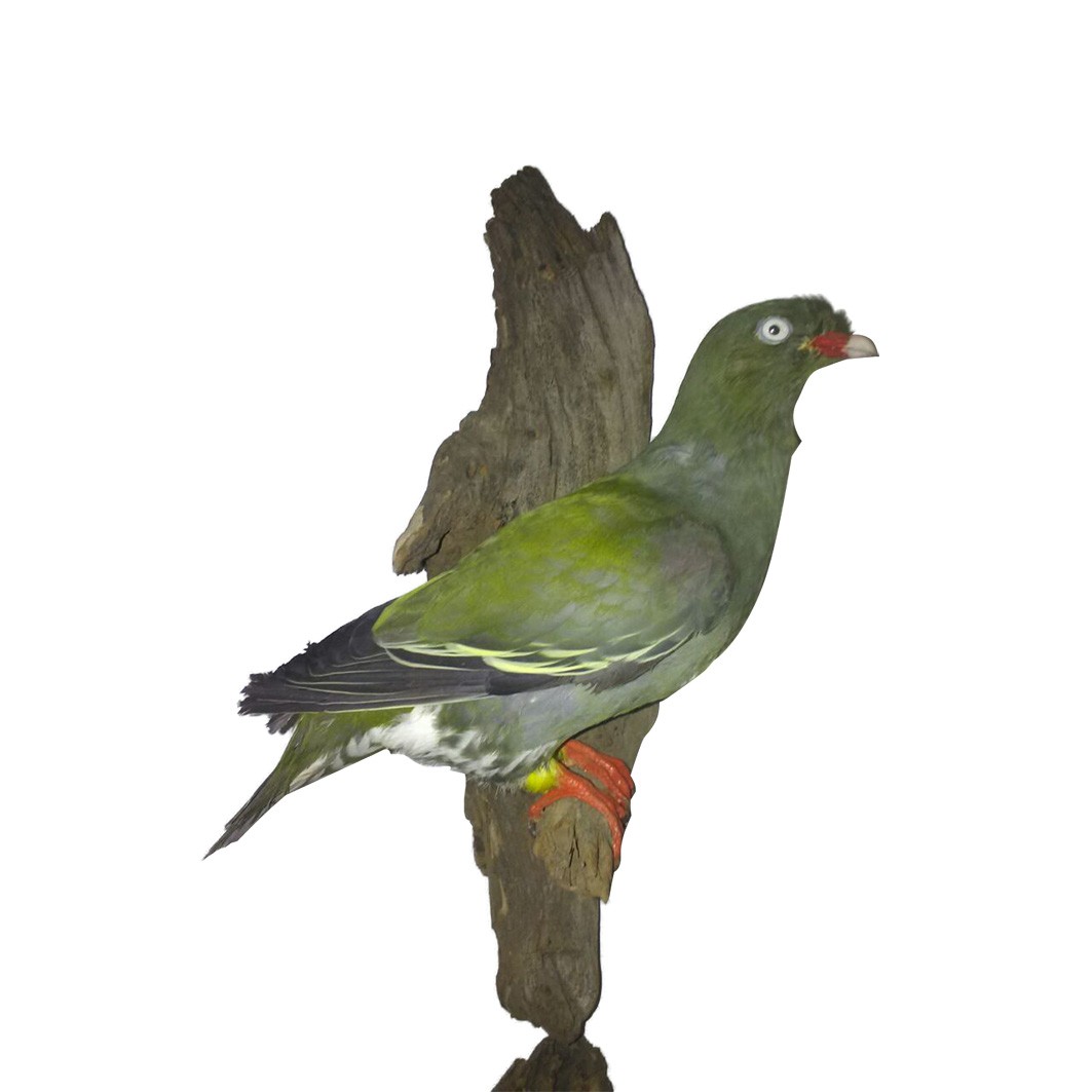 GREEN PIGEON 01