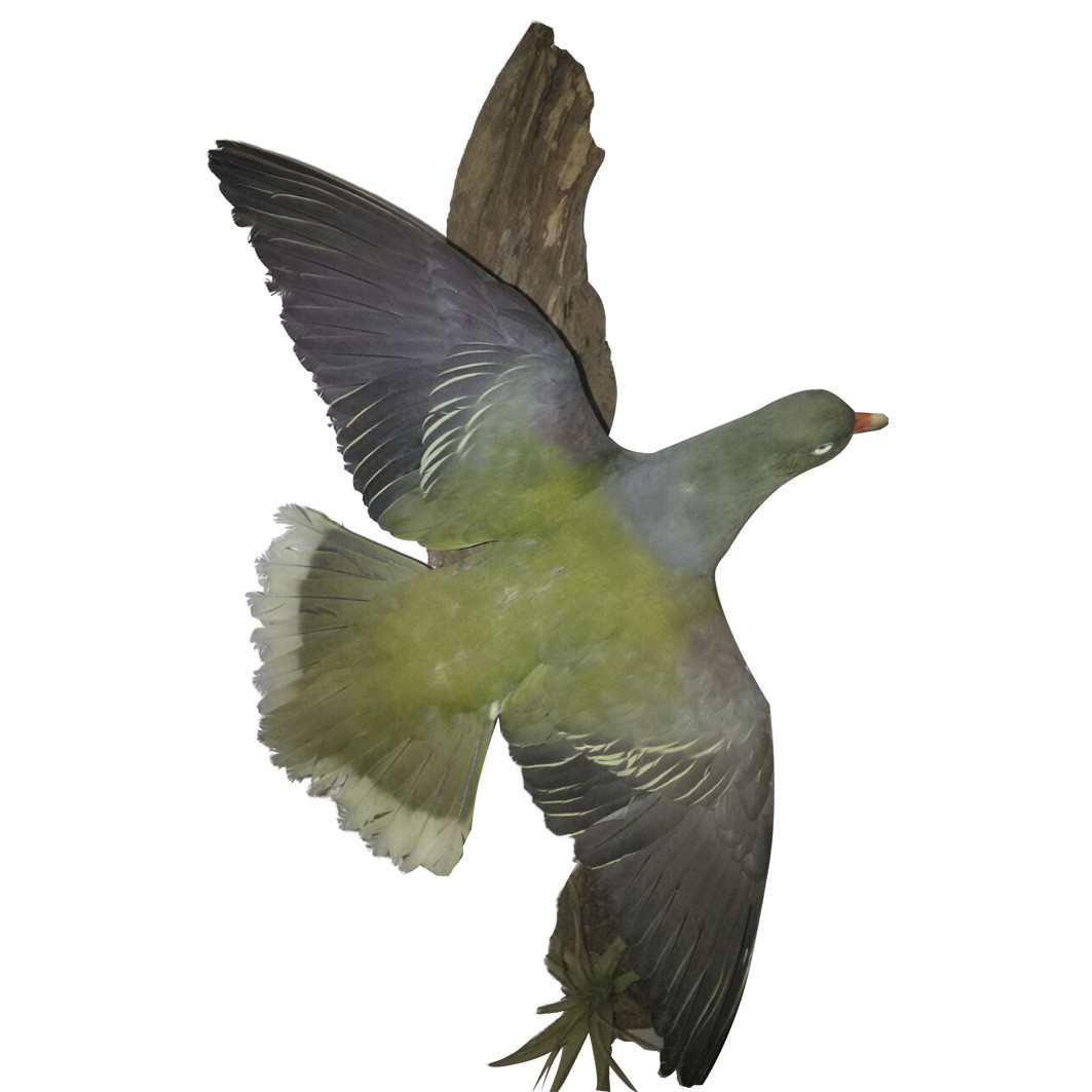 GREEN PIGEON 02