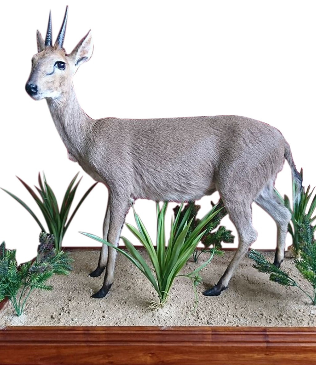 Grey Duiker Full Mount - Image 2