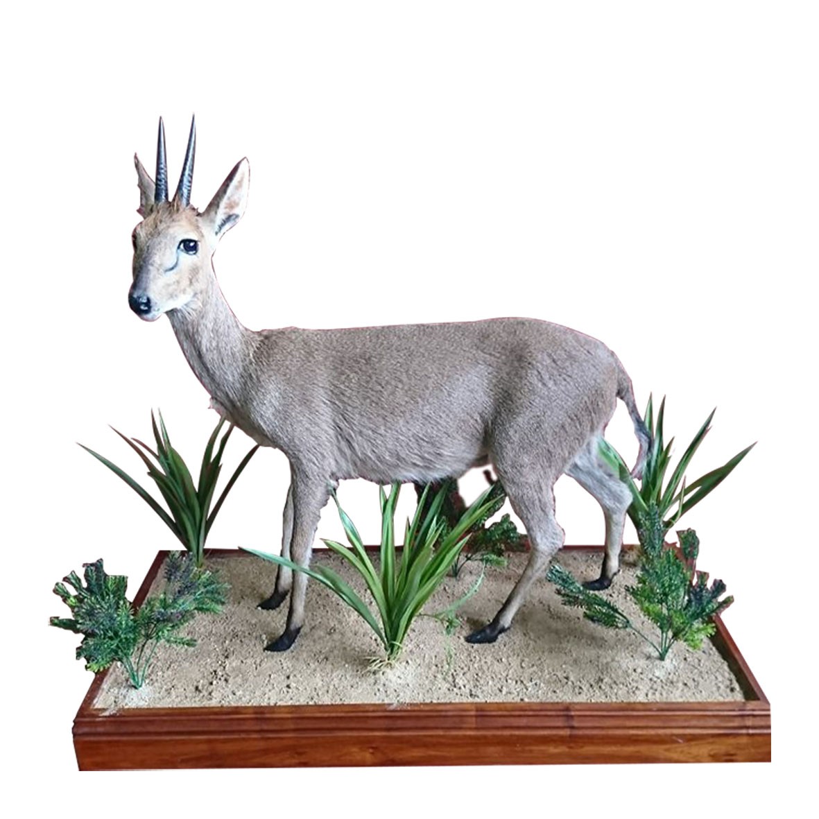 Grey Duiker Full Mount