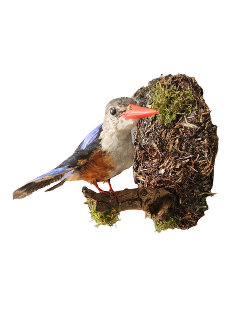 Grey Hooded Kingfisher - Image 2