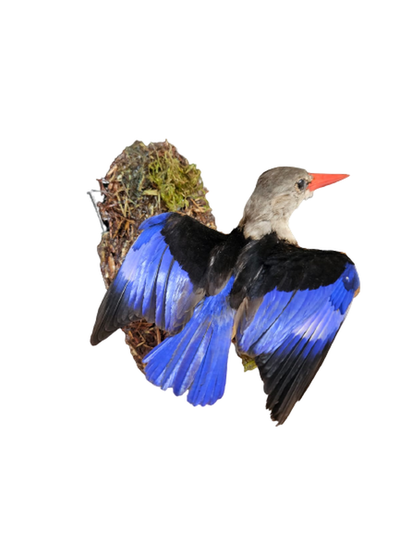 Grey Hooded Kingfisher - Image 3