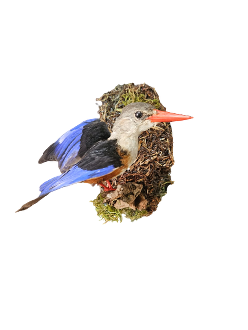 Grey Hooded Kingfisher