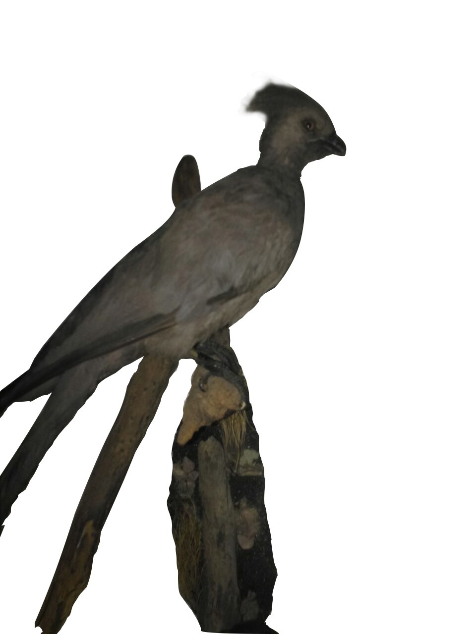 GREY TAURACO