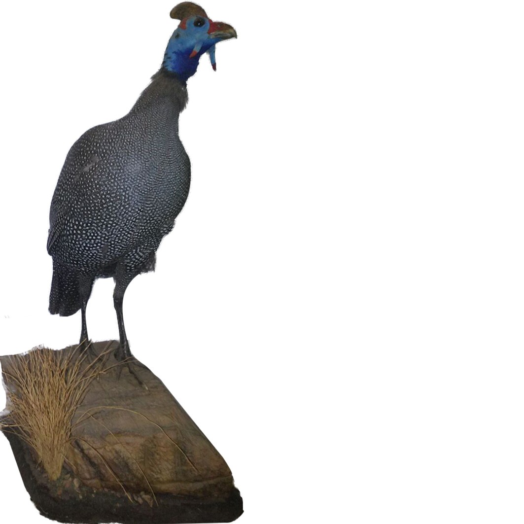 GUINEA FOWL HELMETED