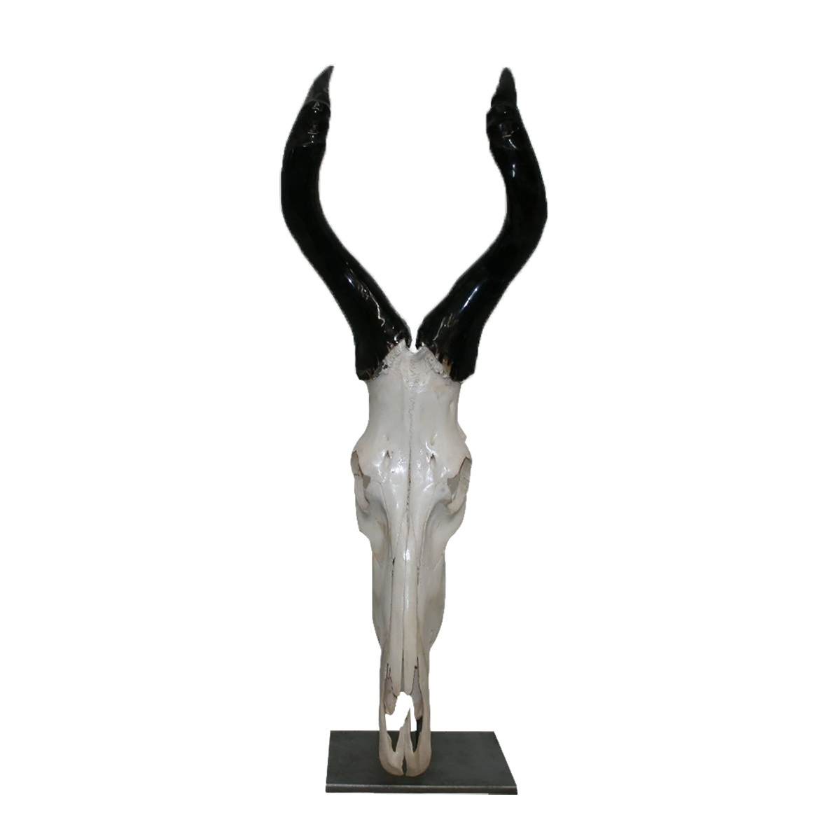 HARTEBEEST SKULL ON METAL BASE