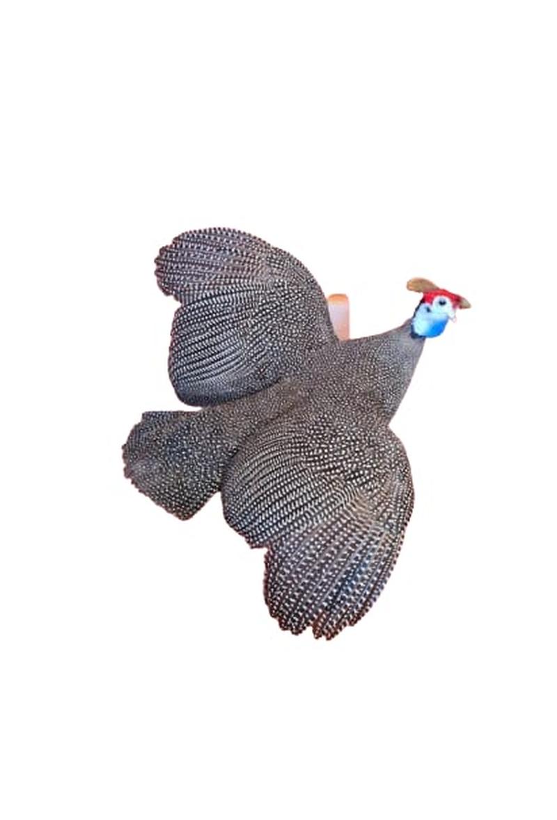 Helmeted Guineafowl