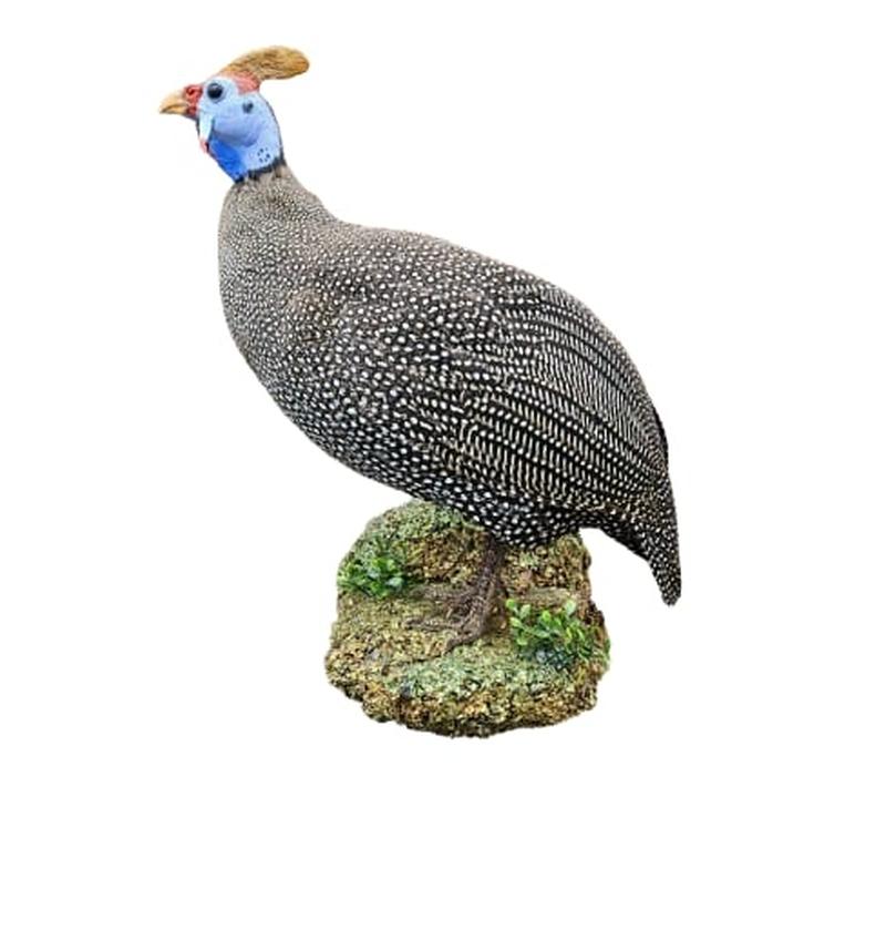 Helmeted Guineafowl