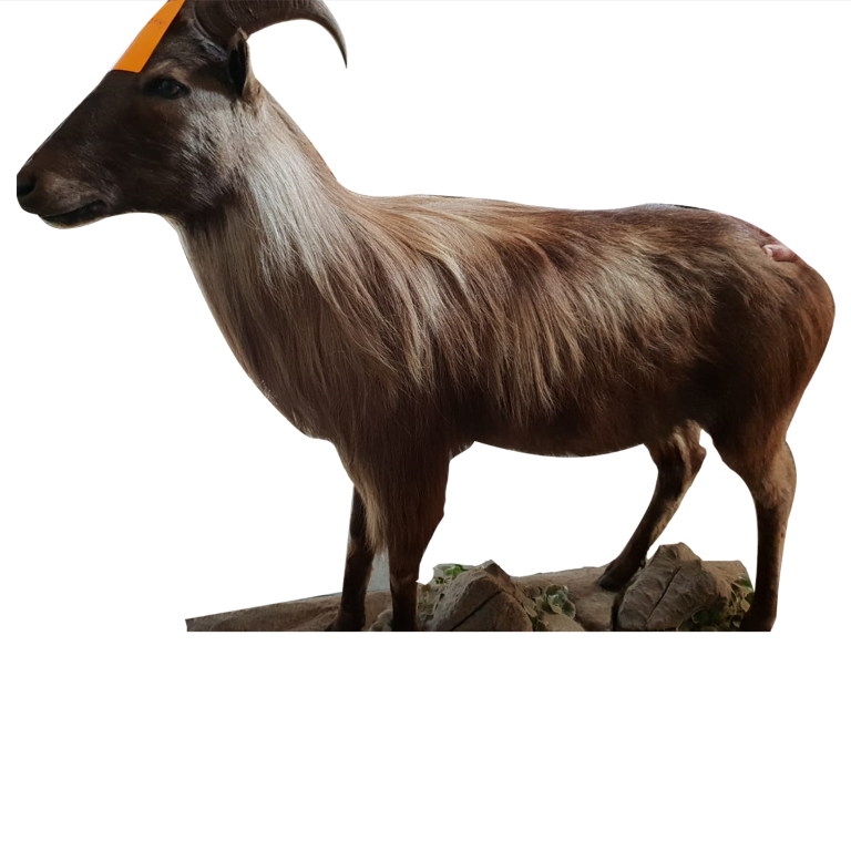 Himalayan Thar - Image 2