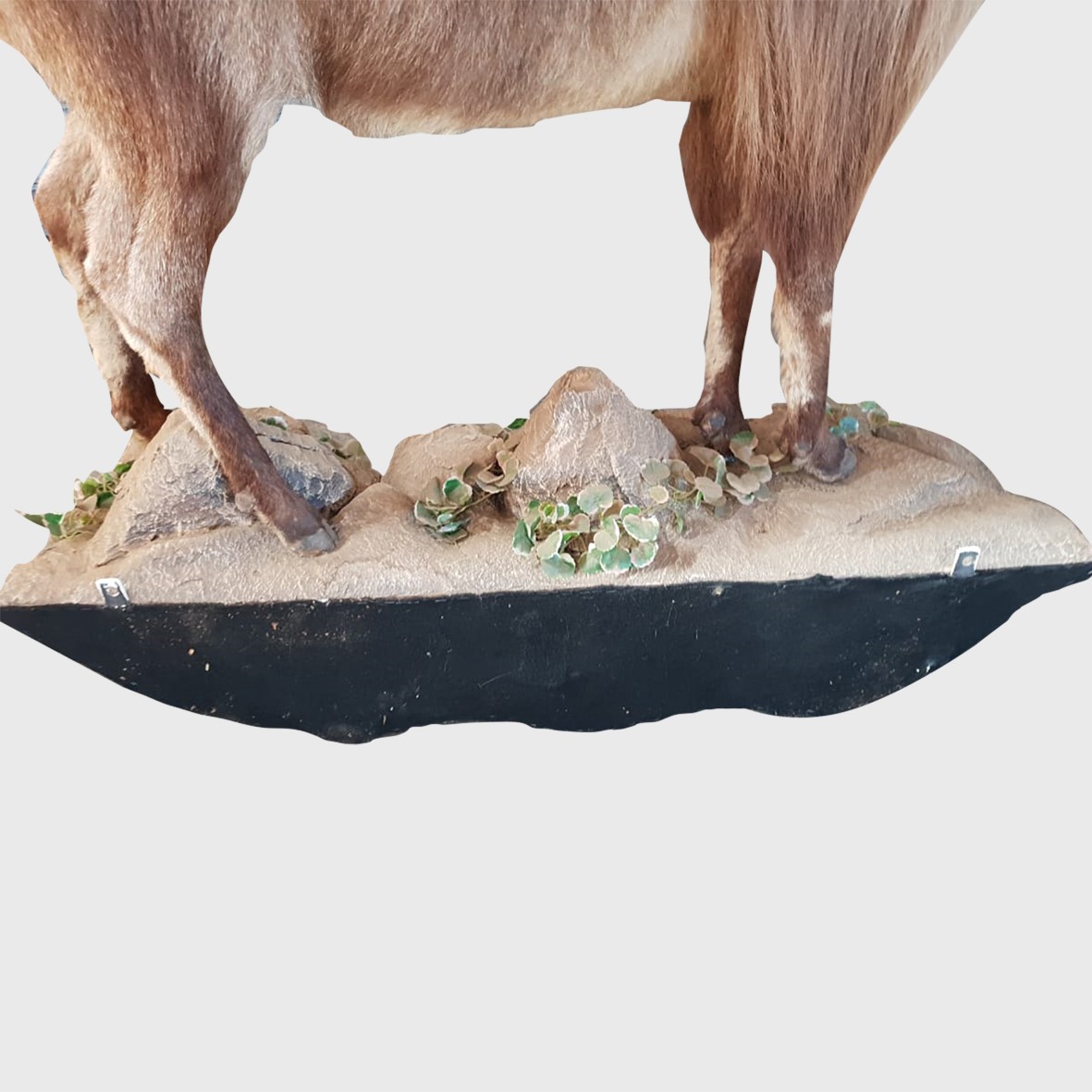 Himalayan Thar - Image 4