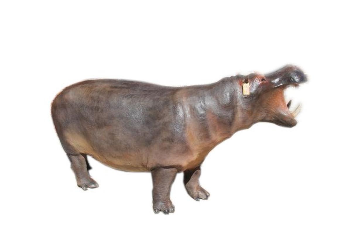 Hippo Full Mount Adult HF2 - Image 2