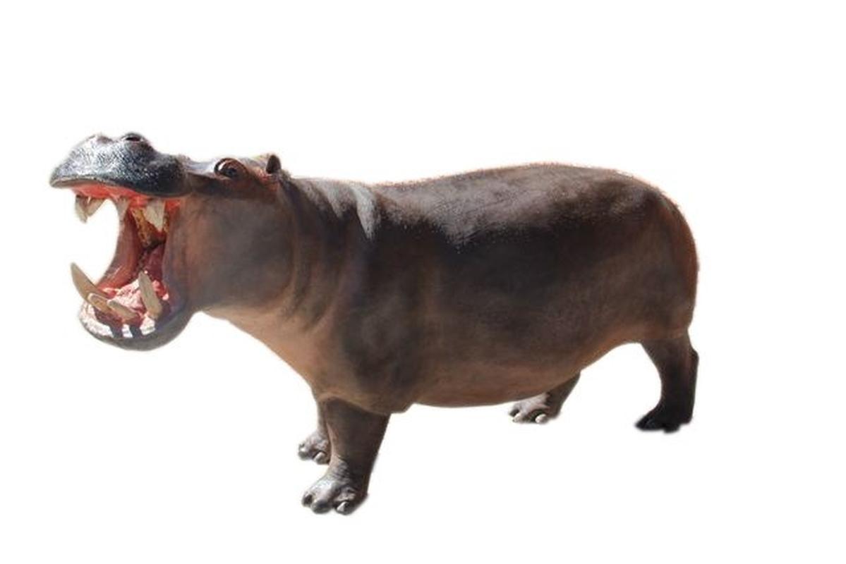 Hippo Full Mount Adult HF2 - Image 3