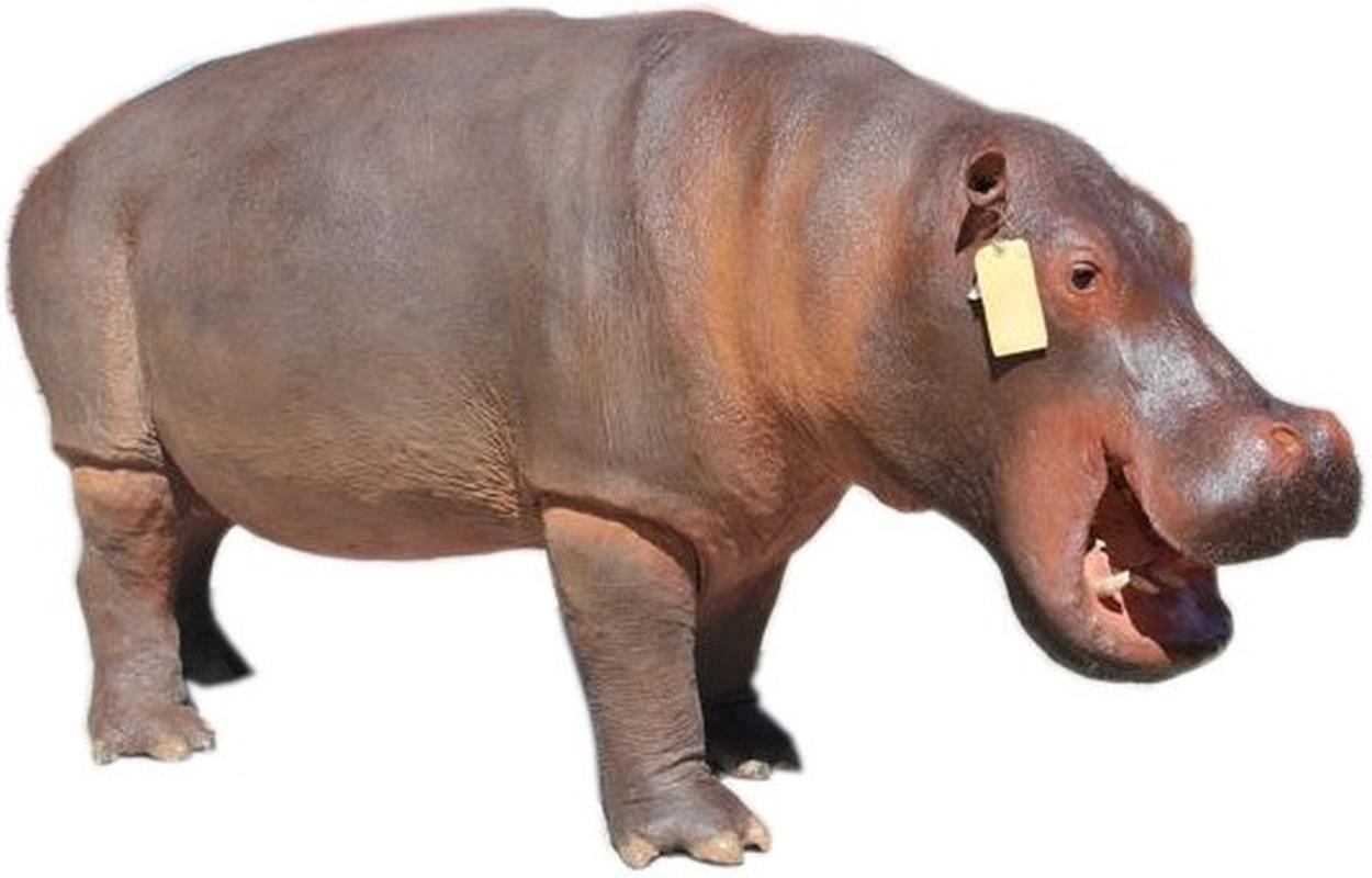 Hippo Full Mount Small HF1 - Image 2