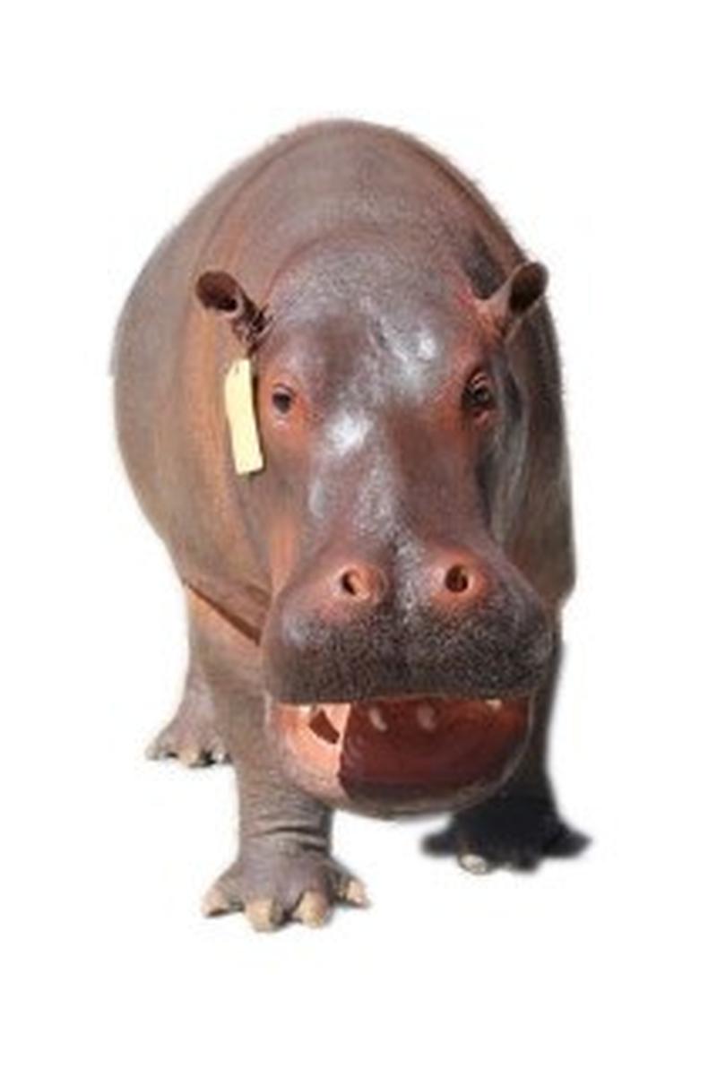 Hippo Full Mount Small HF1 - Image 4