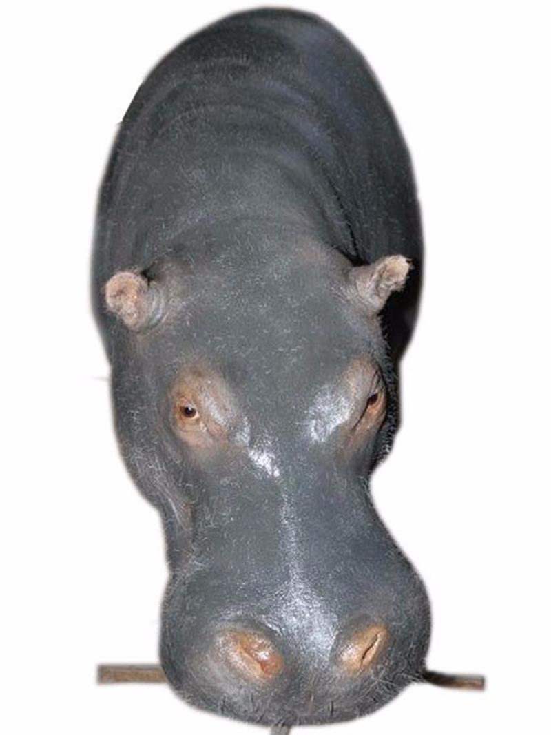 Hippo Shoulder Mount - HSM01 - Image 2