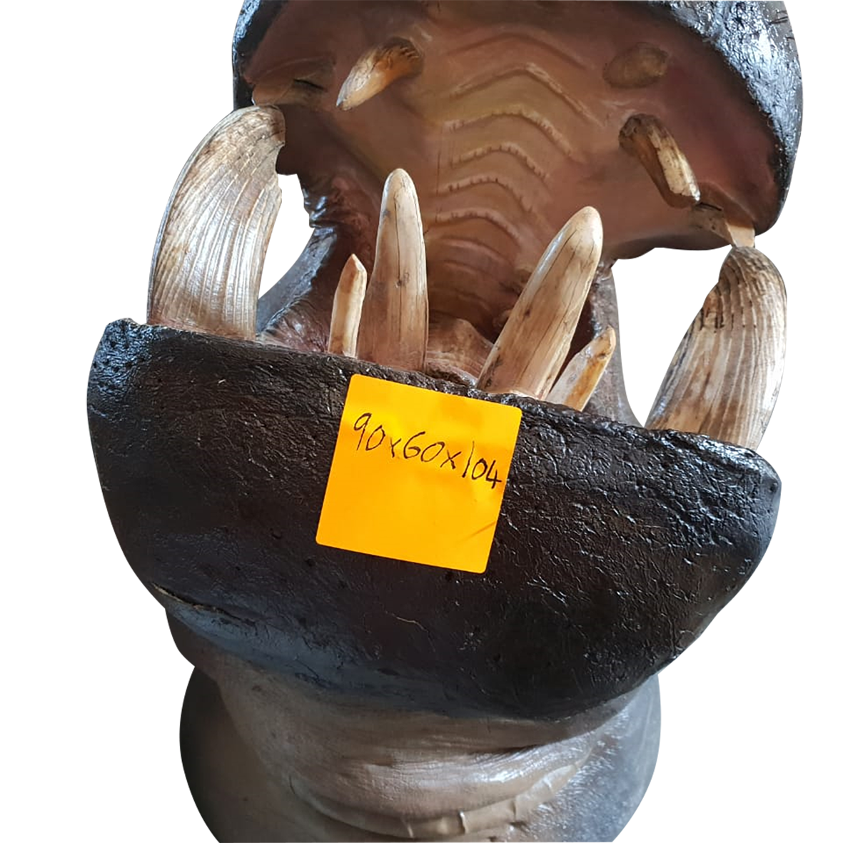 Hippo Shoulder Mount - Real Tusks - Image 2