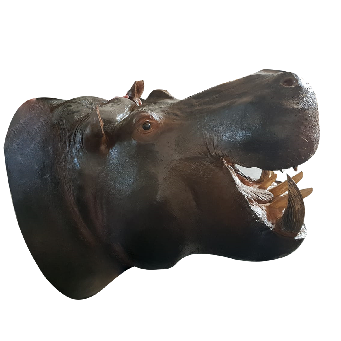 Hippo Shoulder Mount - Real Tusks - Image 4