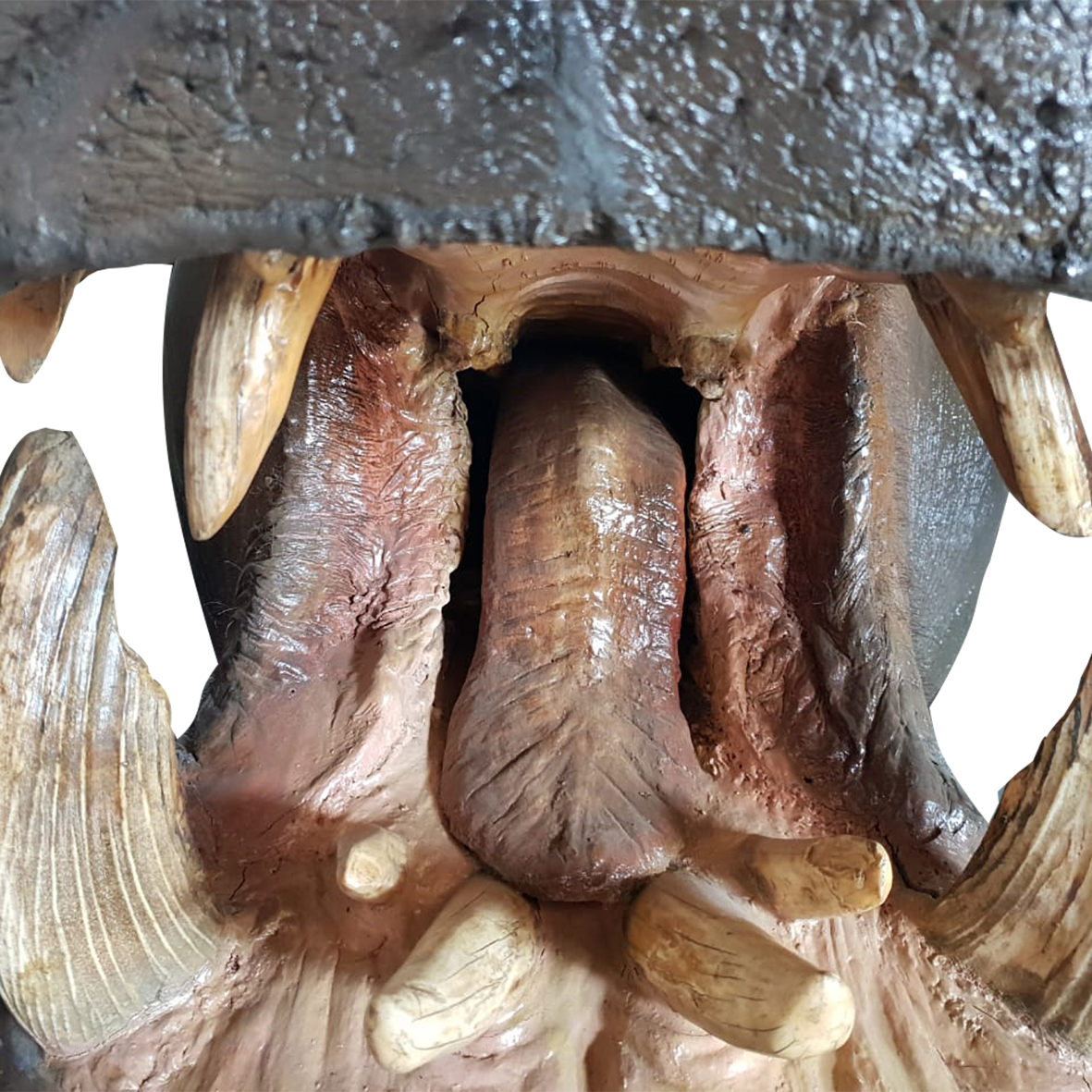 Hippo Shoulder Mount - Real Tusks - Image 5