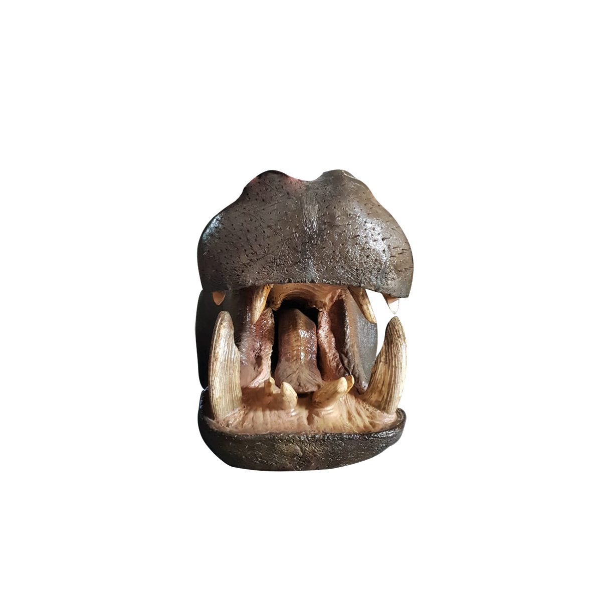 Hippo Shoulder Mount - Real Tusks - Image 6