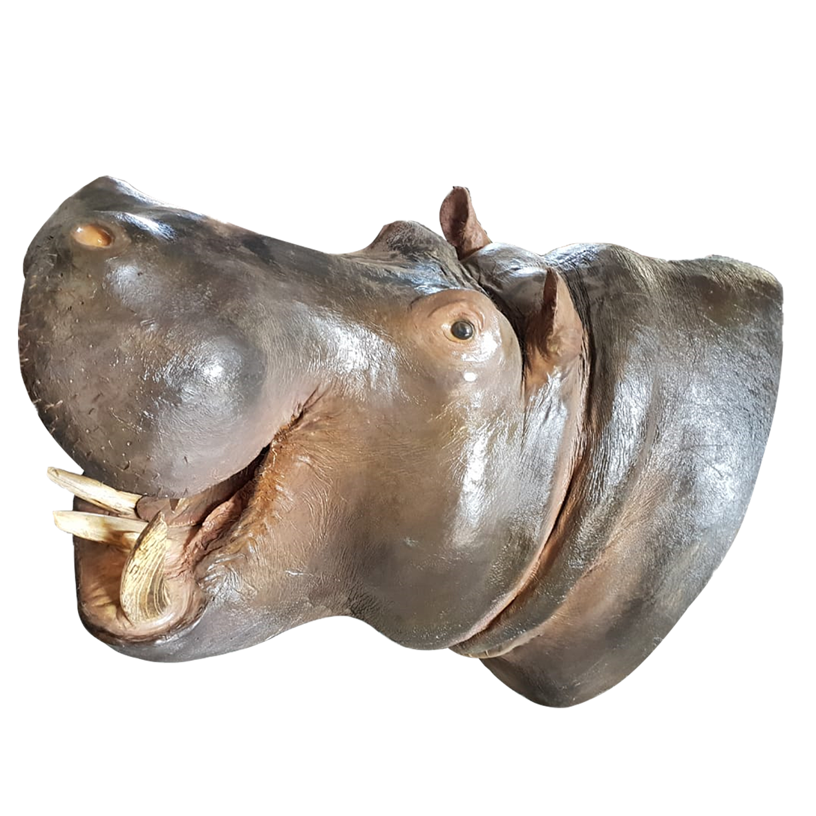 Hippo Shoulder Mount - Real Tusks