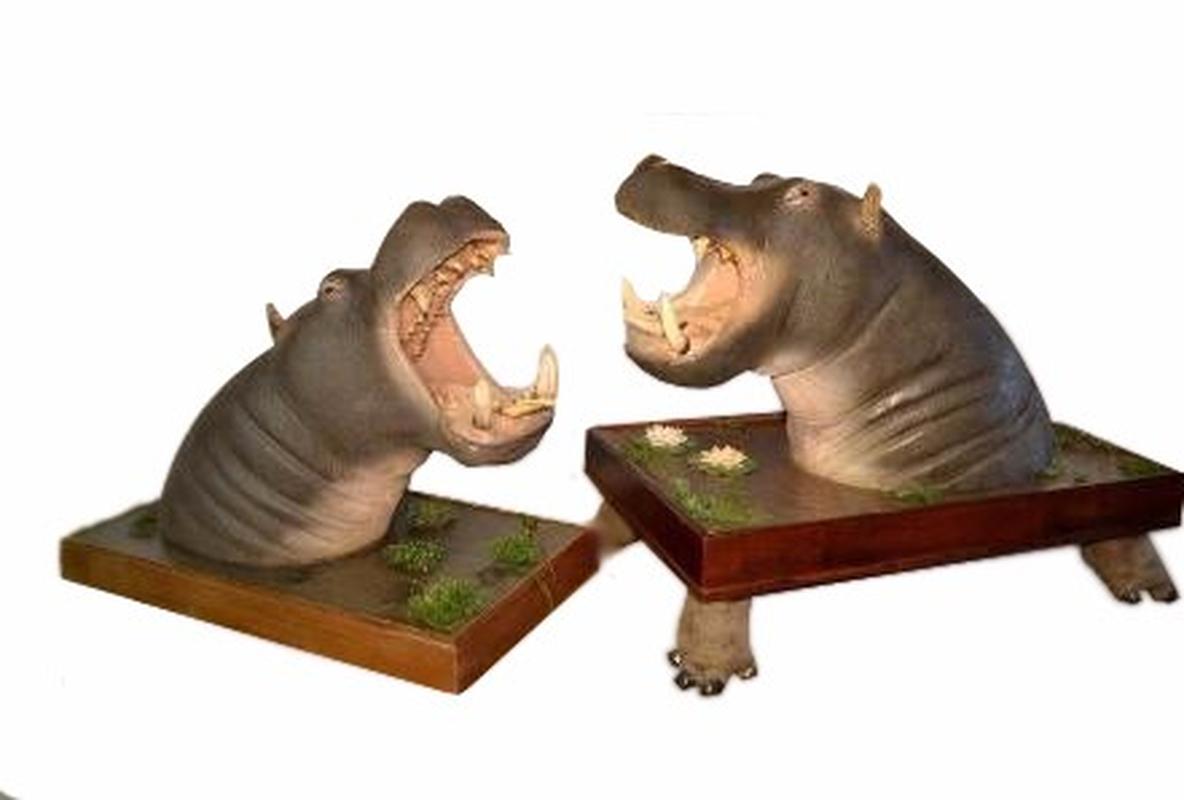 Hippo Shoulder Mount With Feet HS1 - Image 2