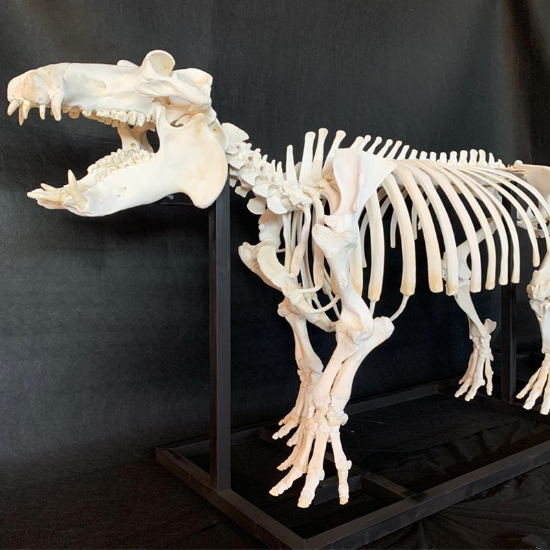 Hippo Skeleton Full Mount - HSFM100 - Image 10