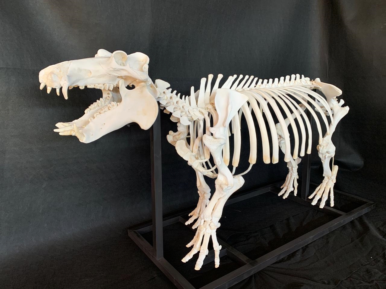 Hippo Skeleton Full Mount - HSFM100 - Image 2