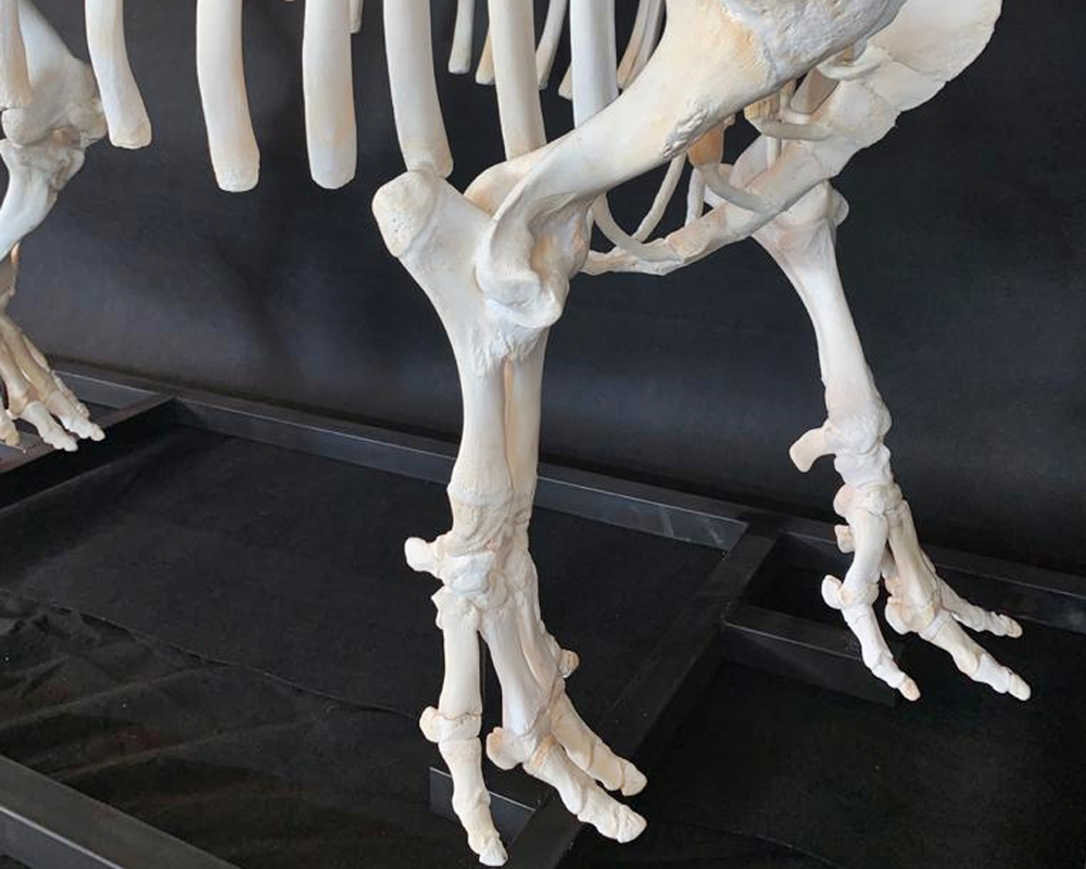 Hippo Skeleton Full Mount - HSFM100 - Image 3