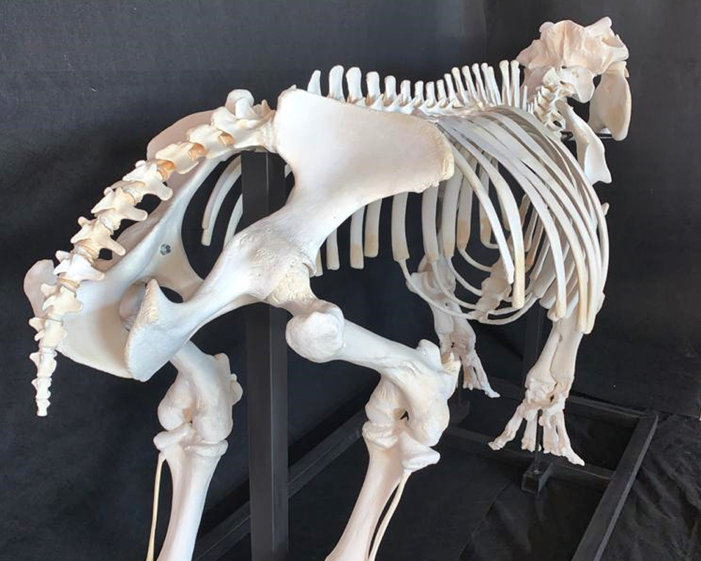 Hippo Skeleton Full Mount - HSFM100 - Image 4