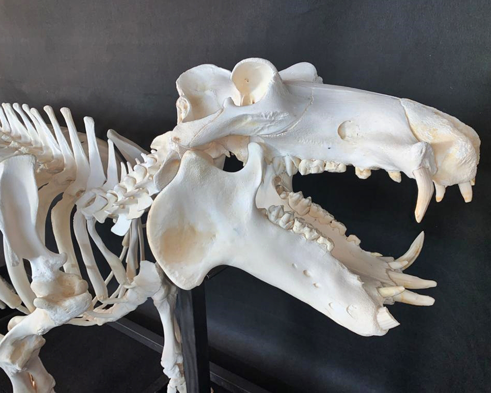 Hippo Skeleton Full Mount - HSFM100 - Image 5