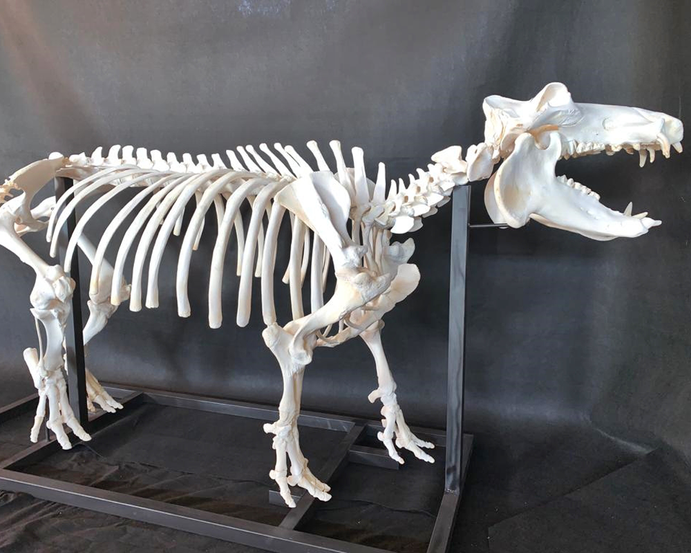 Hippo Skeleton Full Mount - HSFM100 - Image 6