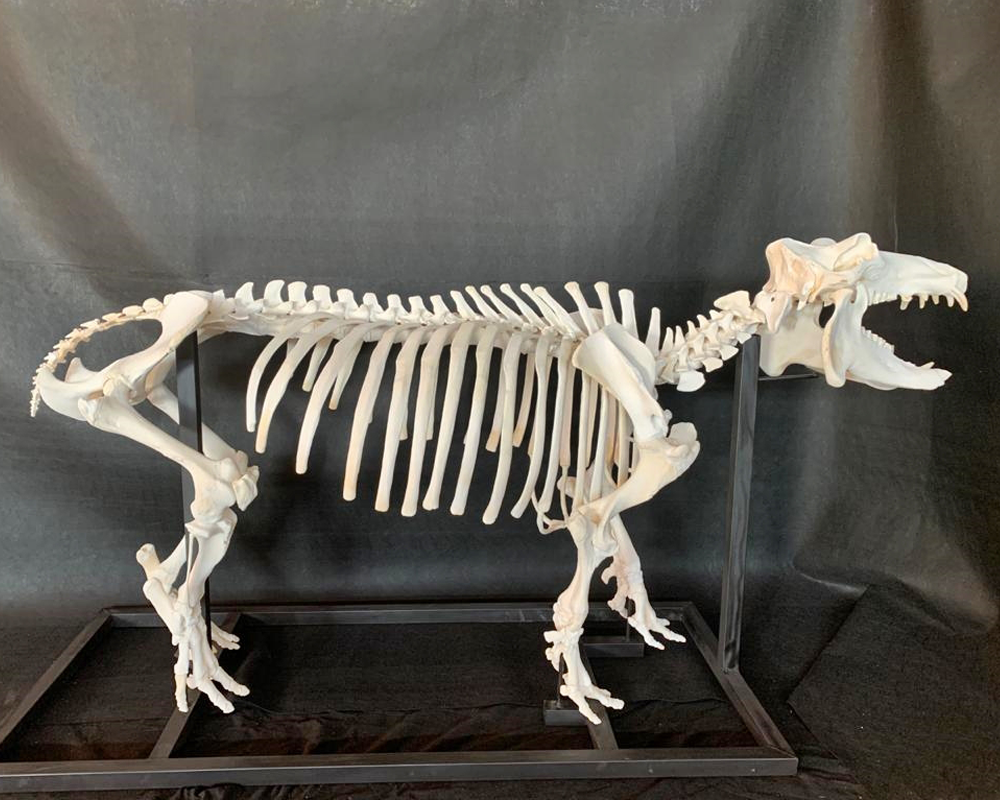 Hippo Skeleton Full Mount - HSFM100 - Image 7