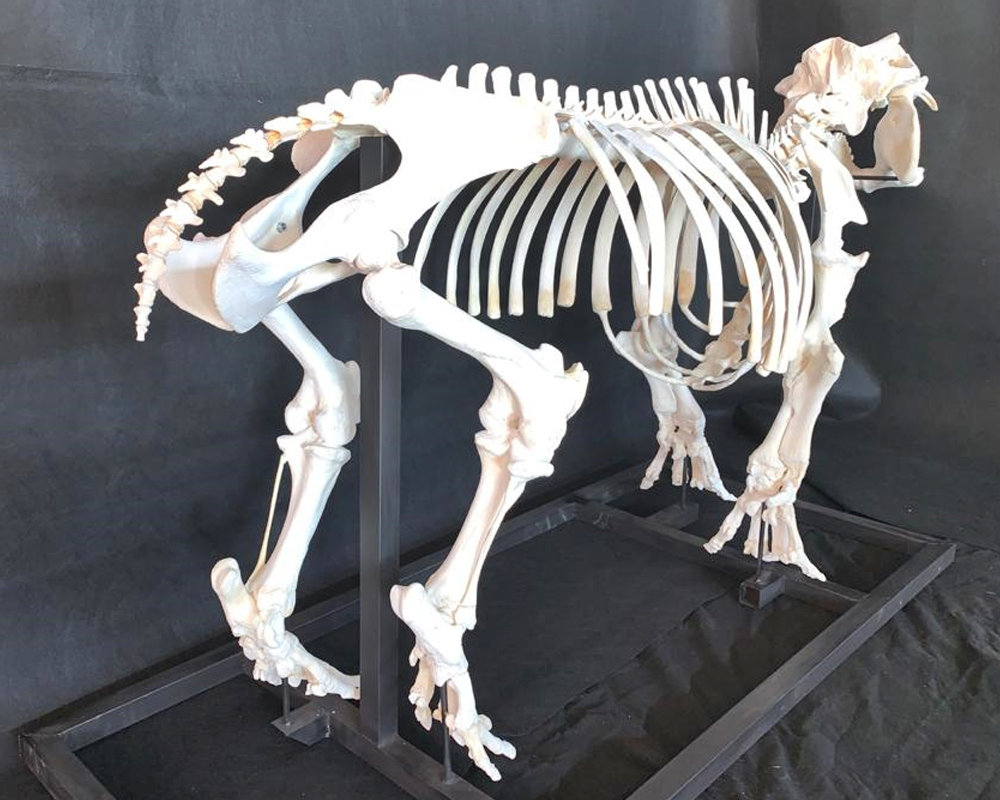 Hippo Skeleton Full Mount - HSFM100 - Image 8