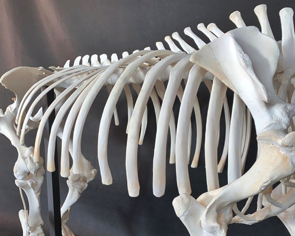Hippo Skeleton Full Mount - HSFM100 - Image 9