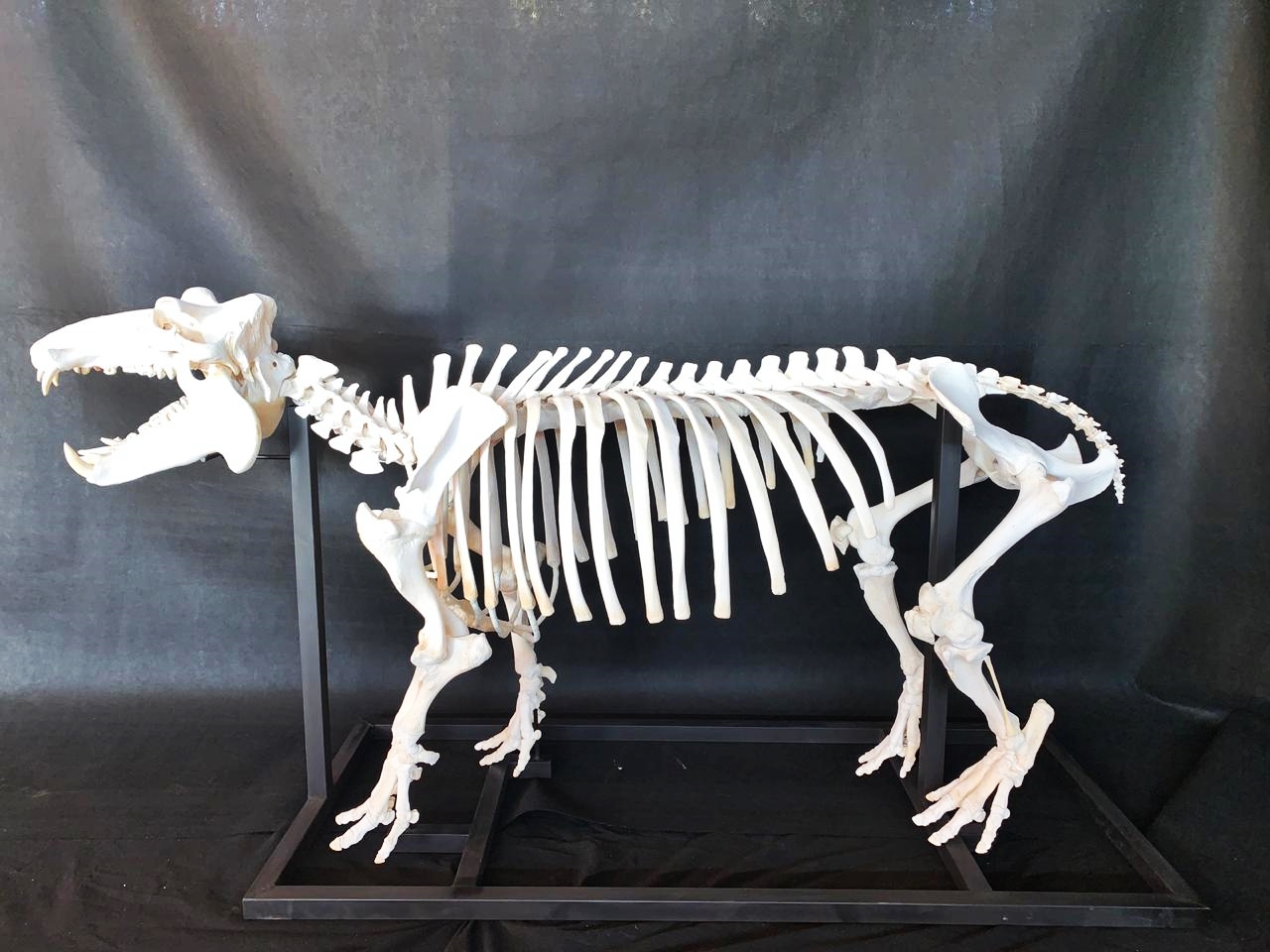 Hippo Skeleton Full Mount - HSFM100