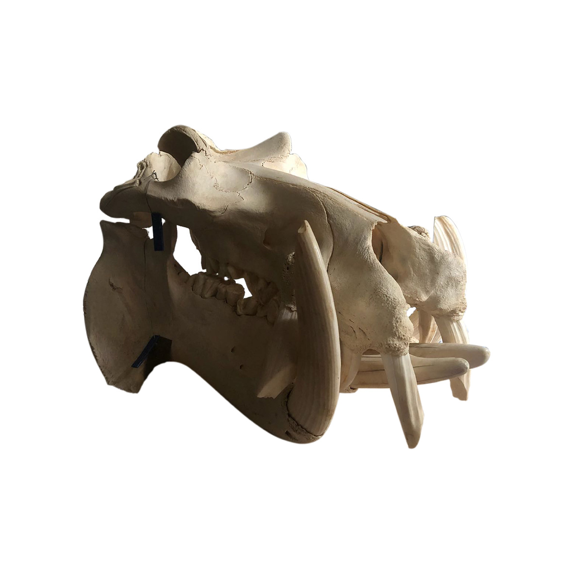 HIPPO SKULL 01HS - Image 2