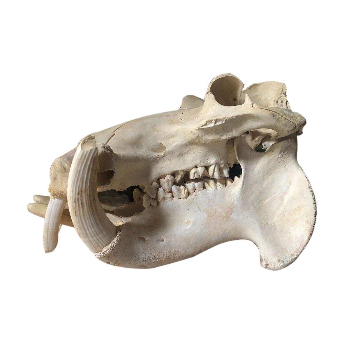 HIPPO SKULL 01HS - Image 4