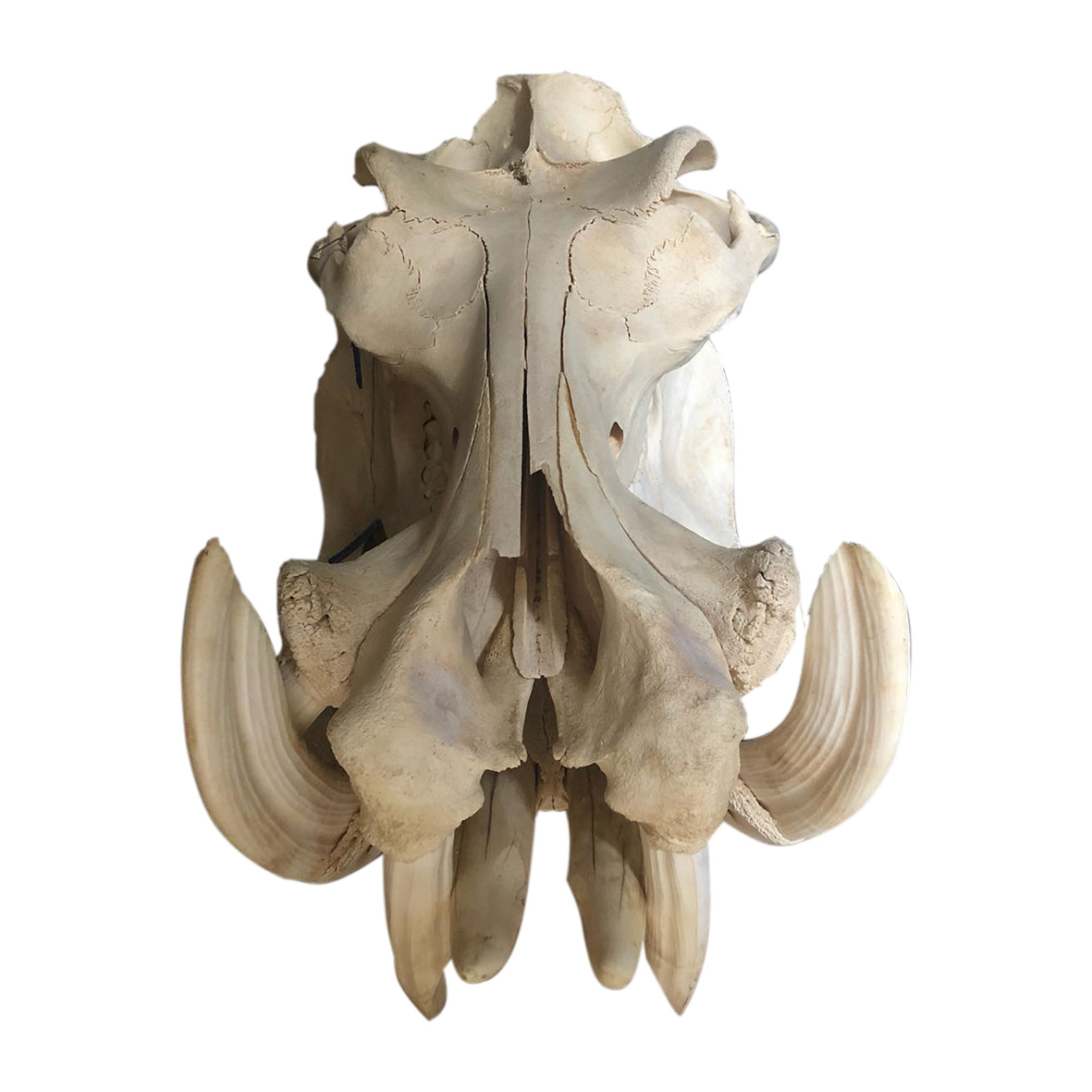 HIPPO SKULL 01HS